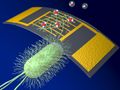 Neuer, hochempfindlicher chemischer Sensor verwendet Protein-Nanodrähte