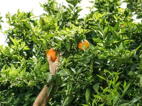 Eckes-Granini fördert nachhaltigen Orangenanbau in Brasilien
