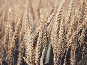 Weizen-Ernte noch unter schlechtem Vorjahresniveau erwartet