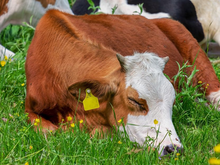 Kühe in Kurzarbeit schicken - Molkerei Ammerland tritt für Milchmengenreduzierung ein