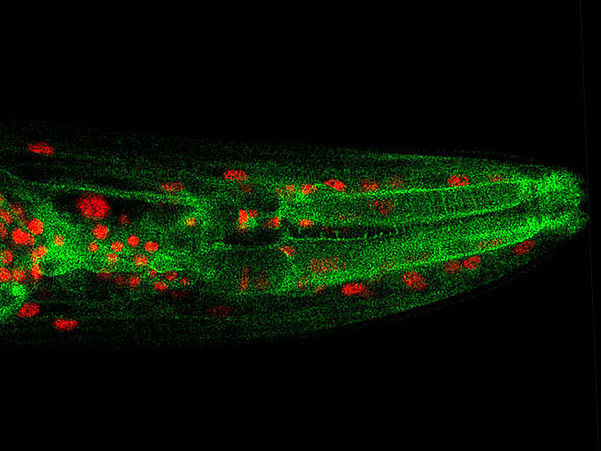 Barras luminosas: ya no son sólo para fiestas - Un investigador de la  Universidad de Houston detecta amenazas biológicas para la Marina de los  EE.UU. gracias a una fiesta popular