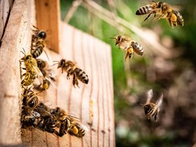 Soziale, ökologische Marktwirtschaft schützt Bienen