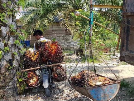 Rund die Hälfte des weltweit verwendeten Palmöls wird von Kleinbauern produziert. Transport der geernteten Ölpalmenfrüchte zu einer Sammelstelle in Indonesien.