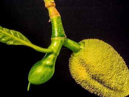 World's smelliest fruit could charge your mobile phone