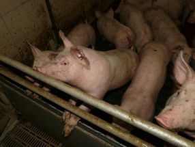 Schweinefleisch-Check: Was gesetzlich erlaubt ist, ist fürs Tier eine Qual