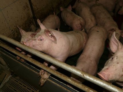 Schweinefleisch-Check: Was gesetzlich erlaubt ist, ist fürs Tier eine Qual
