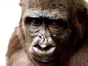 El genoma de los chimpancés y gorilas podría ayudar a entender mejor los tumores humanos