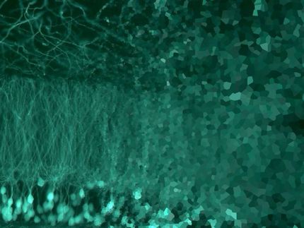 Identifican las proteínas responsables de que las neuronas mantengan su identidad a lo largo de la vida