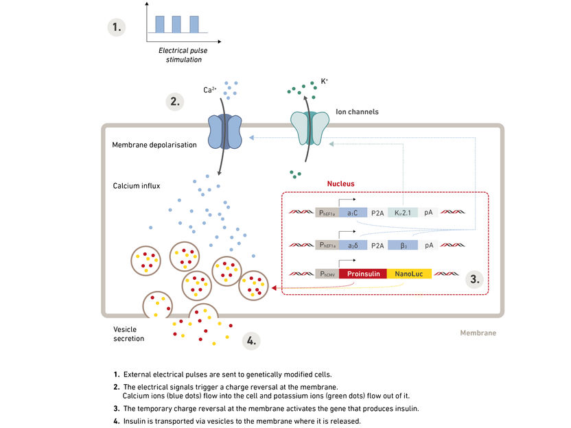 Katja Schubert / nach Krawczyk K et al., Science 2020