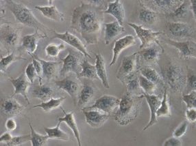 Científicos del CSIC utilizan células vivas como ‘plantillas’ para buscar moléculas bioactivas