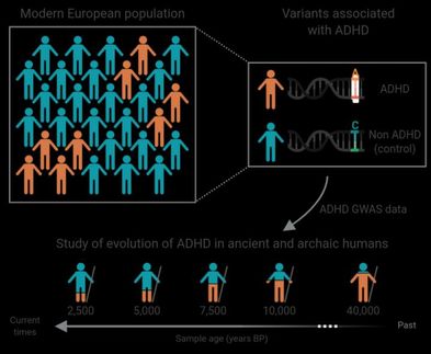 TDAH: estudio genómico en muestras de neandertales y en humanos actuales