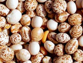 Curtin und Wide Open Agriculture vereinen sich zur Kommerzialisierung der Lupinentechnologie