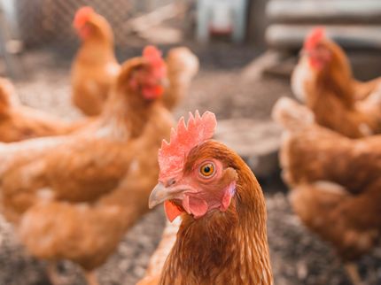 Chicken industry executives indicted for price fixing