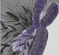 "Explosion in cancer genome" much more common than expected