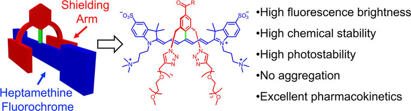 Molekularer Schutzschirm für Fluoreszenzfarbstoffe - Stabile funktionelle Farbstoffe für die Fluoreszenz-Bildgebung im Nah-Infrarotbereich in Lebewesen