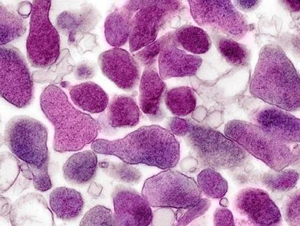 Descrita la maquinaria de infección de una bacteria genital resistente a los antibióticos