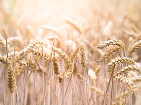 Grain varieties under climate stress