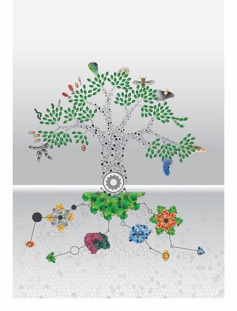 The relationship of proteins - Researchers have for the first time uncovered the proteome of 100 organisms from all domains of life