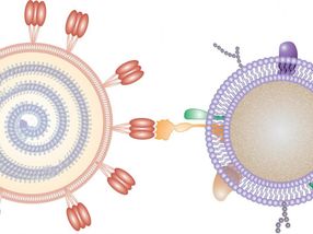 Zelluläre Nanoschwämme könnten SARS-CoV-2 aufsaugen
