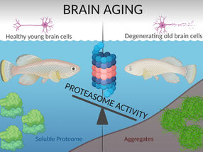 Baja actividad de los proteasomas - ¿corta duración de vida?