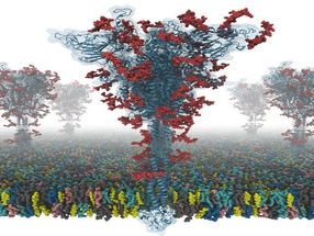 Erstes Open-Source-All-Atom-Modell des COVID-19 'S'-Proteins in voller Länge erstellt
