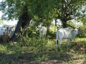 Los proyectos de investigación germano-brasileños se centran, entre otros, en el ganado de piel clara de Nelore. Están investigando las ventajas de mantener a los animales en bosques sombreados.
