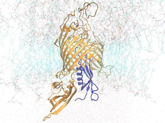 Click... Resistant bacteria caught in the act! - Scientists have succeeded in capturing unique images of protein soldiers that help bacteria resist drugs