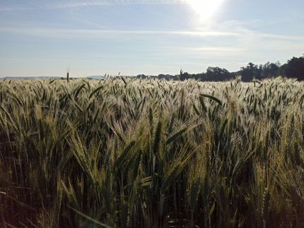 Bauernverband gibt Ernteprognose für 2020 ab
