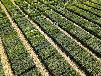 In kleinen Parzellen werden die verschiedenen Sorten angebaut.