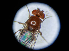 Circular RNA makes fruit flies live longer