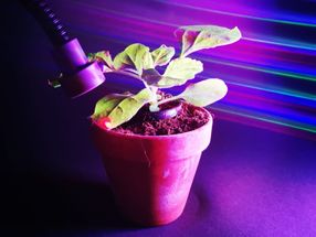 Controlling plant processes with light