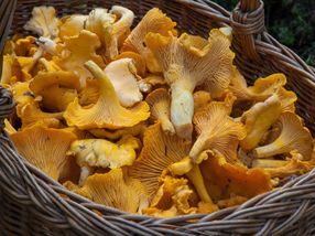 Chanterelle mushrooms as a taste enhancer