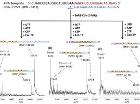 Forscher identifizieren mehrere Moleküle, die die SARS-Cov-2-Polymerase-Reaktion abschalten