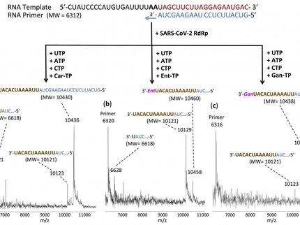 Forscher identifizieren mehrere Moleküle, die die SARS-Cov-2-Polymerase-Reaktion abschalten