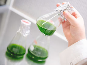 Algen als lebende Biokatalysatoren für eine grüne Industrie