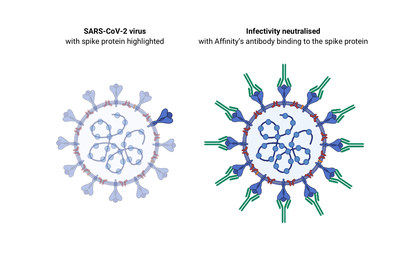 Affinity entdeckt potente SARS-CoV-2-Antikörper