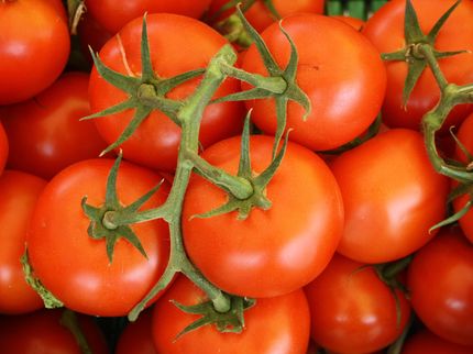 27,2 kg pro Person: Tomaten weiterhin sehr beliebt