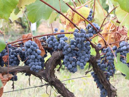 Australia’s 2020 winegrape crush: constrained quantity and high quality support value growth for the sector