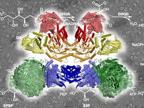 Die zehn Enzymkomponenten im AROM Komplex bei der Arbeit. Sie katalysieren die im Hintergrund skizzierten chemischen Reaktionen.