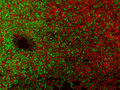 P. plecoglossicidia Biofilm (grüne Färbung durch Syto®9 - lebende Bakterien, rote Färbung durch Propidiumiodid - tote Bakterien)
