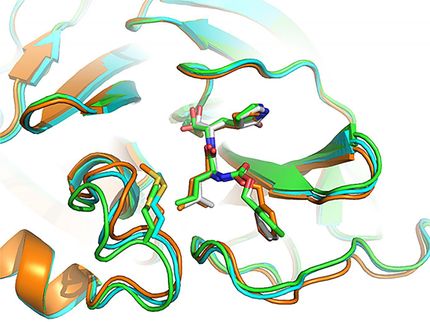 Tres configuraciones de sitios activos donde el inhibidor GC-376 se une a la principal proteasa del virus COVID-19 (objetivo de la droga Mpro), como se muestra en el modelo informático 3D.