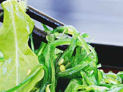 Nährstoffe aus Mikroalgen: eine umweltfreundliche Alternative zu Fisch
