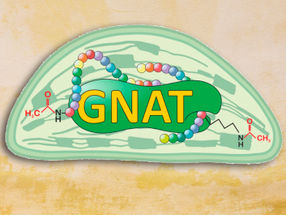 Forscher entdeckten in den Chloroplasten von Pflanzenzellen (Mitte) eine neue Familie bestimmter Acetyltransferasen (GNAT). Die Enzyme können zwei verschiedene Acetylierungen an Proteinsequenzen (bunte Ketten aus Aminosäuren) antreiben.