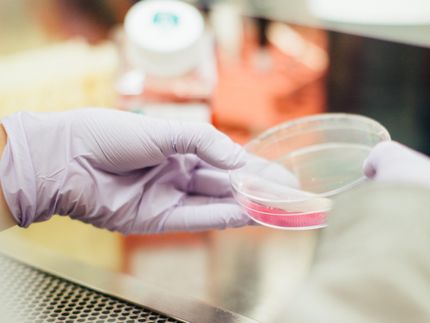 El estudio encuentra que el ácido graso que mata las células cancerígenas