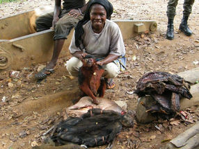 Se necesitan estrategias claras para reducir la caza de carne de animales silvestres