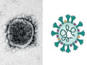Coronavirus sabotiert Immunabwehr