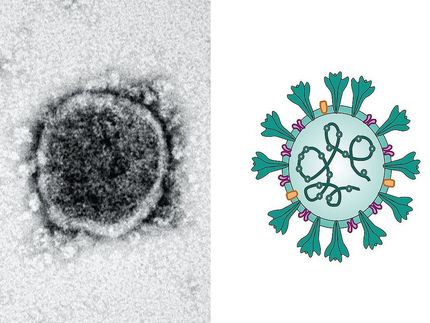 Coronavirus sabotiert Immunabwehr