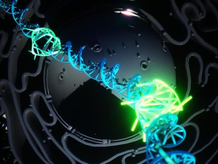 Erstmals Bildung von Quadrupel-Helix-DNA in lebenden menschlichen Zellen verfolgt - Die Biologie der DNA muss neu überdacht werden