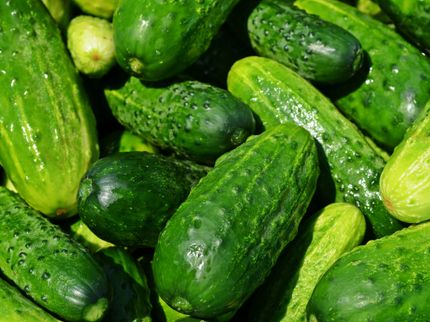 Keine gute Gurkenernte im Spreewald erwartet - zu kalt