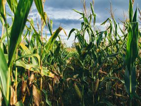 Why the corn sometimes falls far from the stem